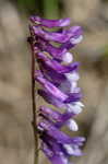 Winter vetch